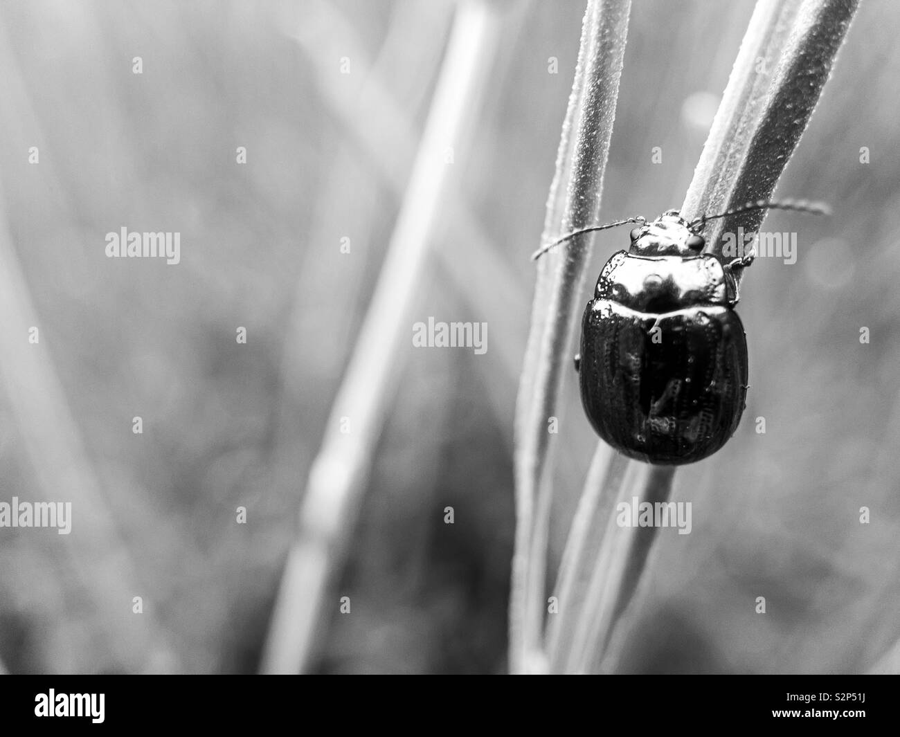 A Chrysolina Americana is climbing up a Lavender leaf in black and white Stock Photo