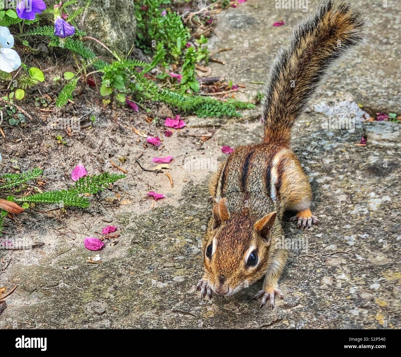 Close up of a cute chipmunk. - Smartphone Captured Stock Image