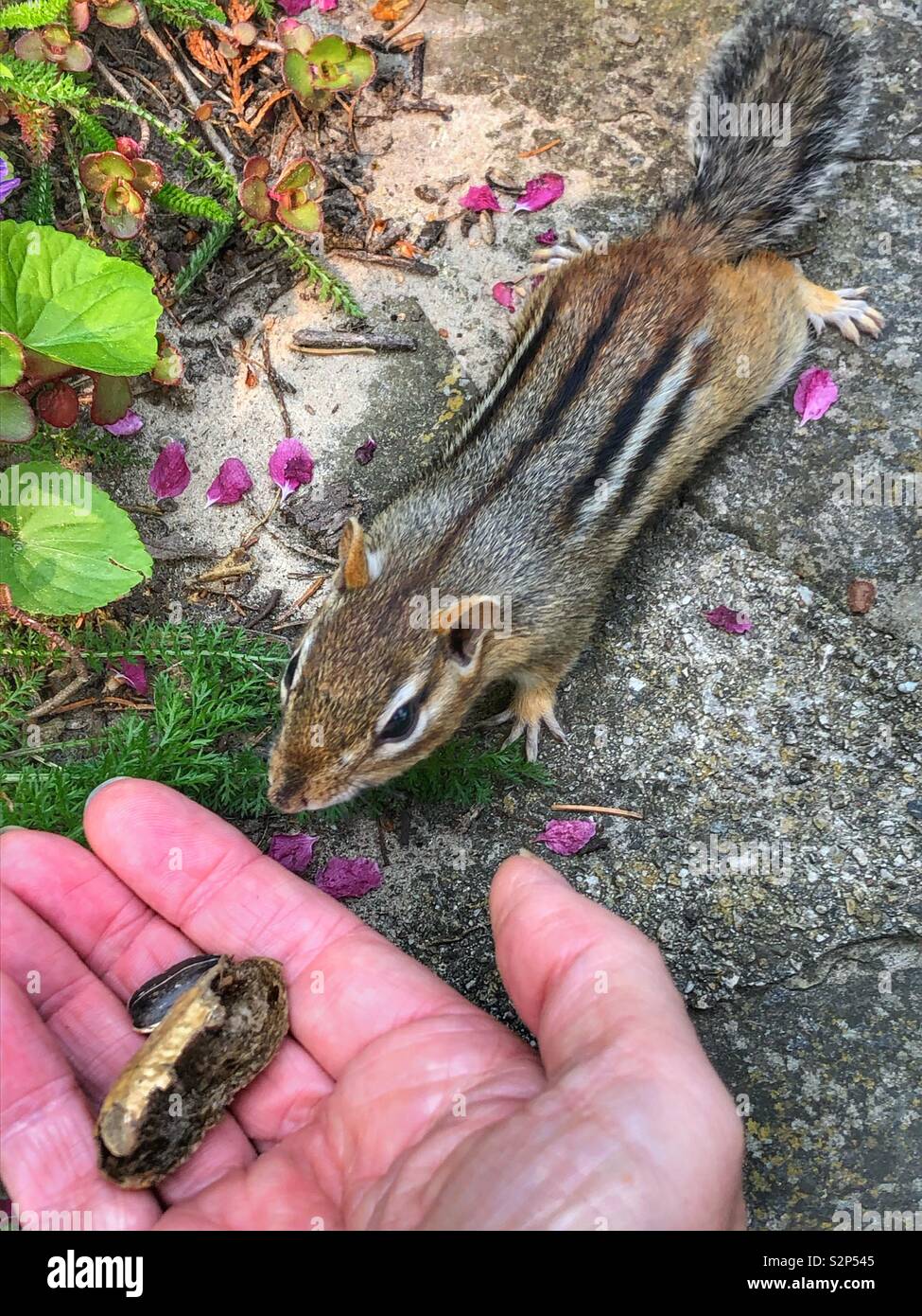 Curious and hungry chipmunk. - Smartphone Captured Stock Image