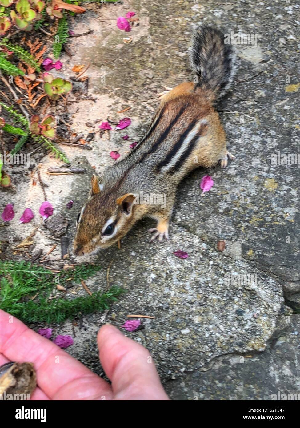 A woman feeding a squirrel. - Smartphone Captured Stock Image
