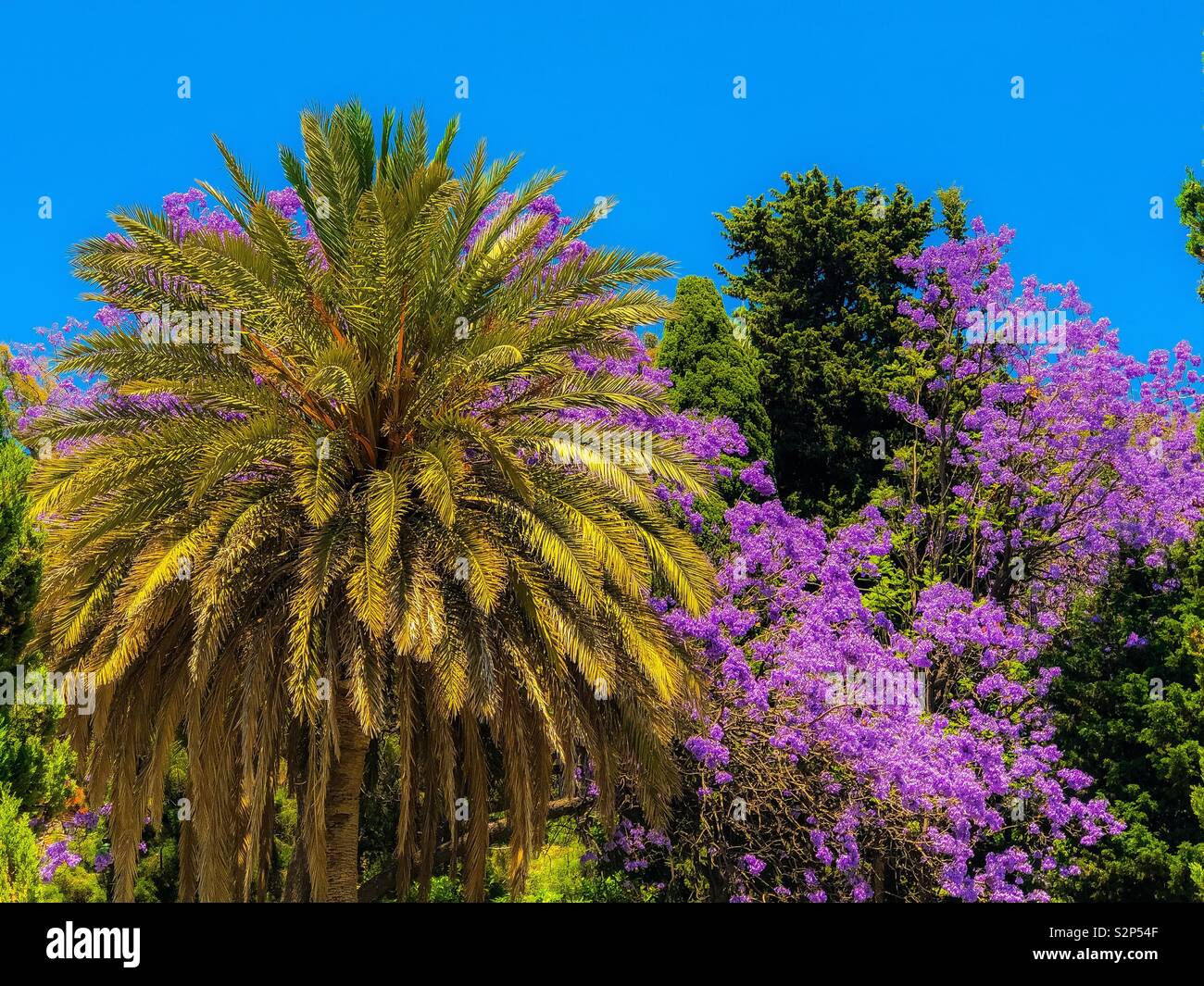 Golden Palm Tree Stock Photo Alamy