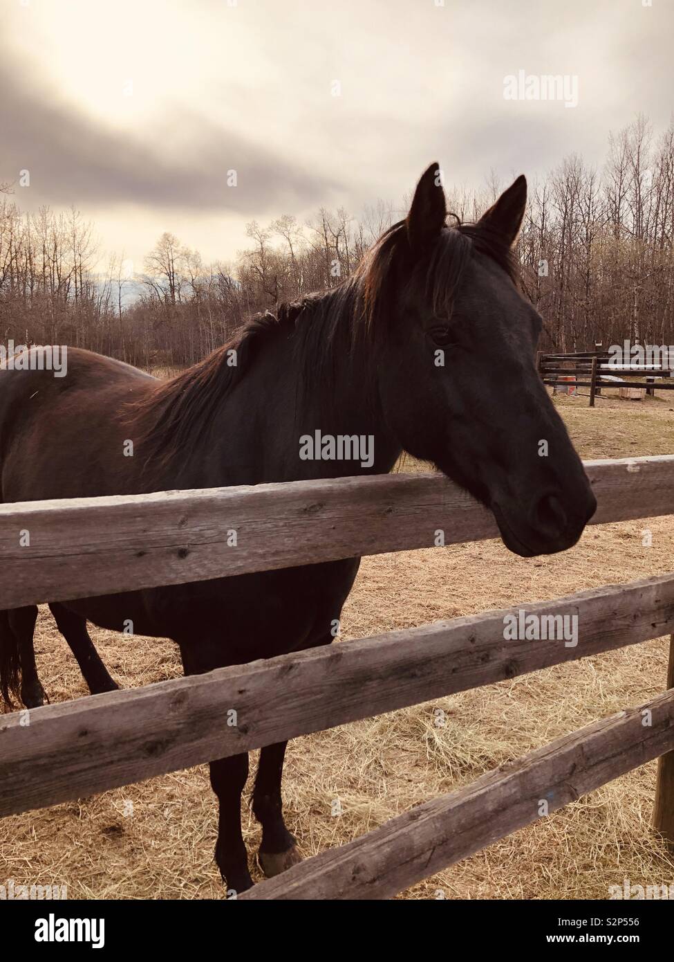 Dark brown horse Stock Photo - Alamy