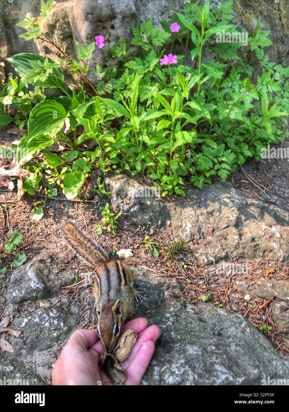 Feeding a chipmunk. - Smartphone Captured Stock Image