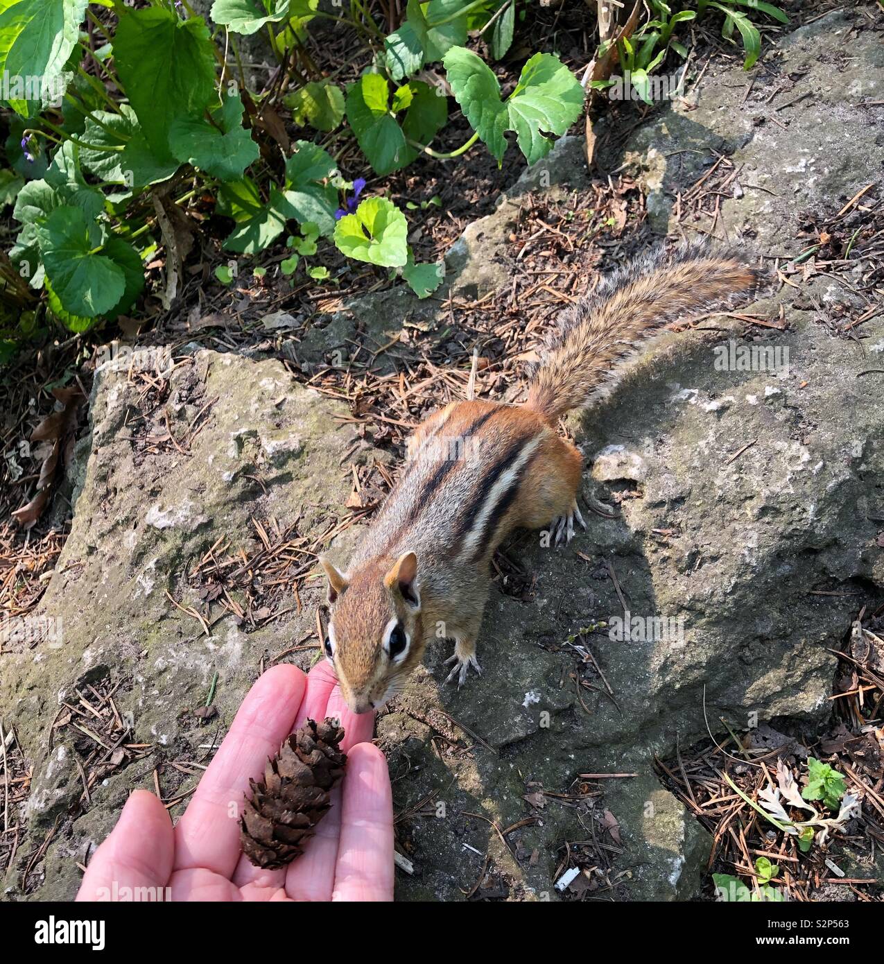 Curious chipmunk checks out the pine cone in a person’s hand. - Smartphone Captured Stock Image