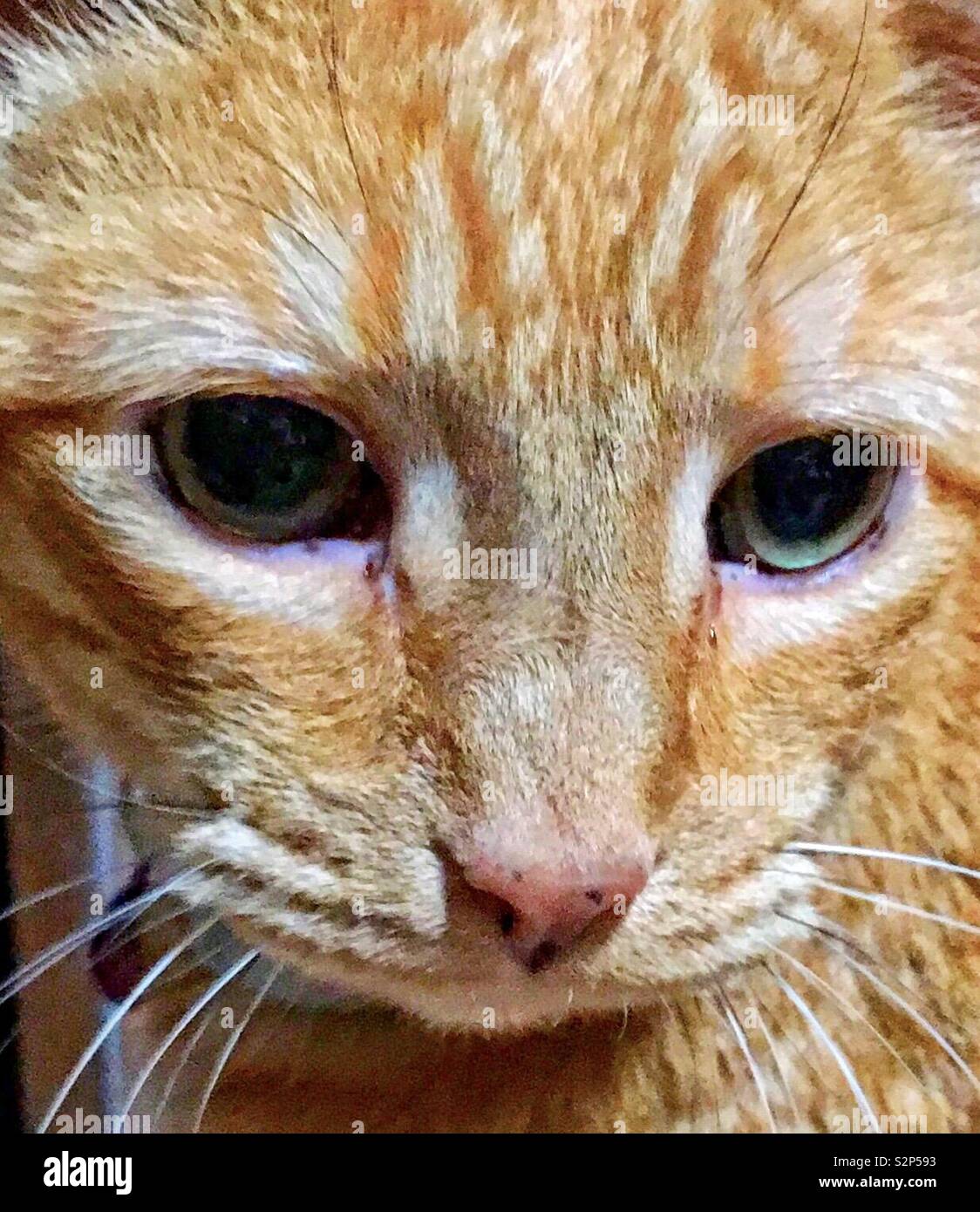 Closeup of Orange tabby cat with green eyes black and white whiskers