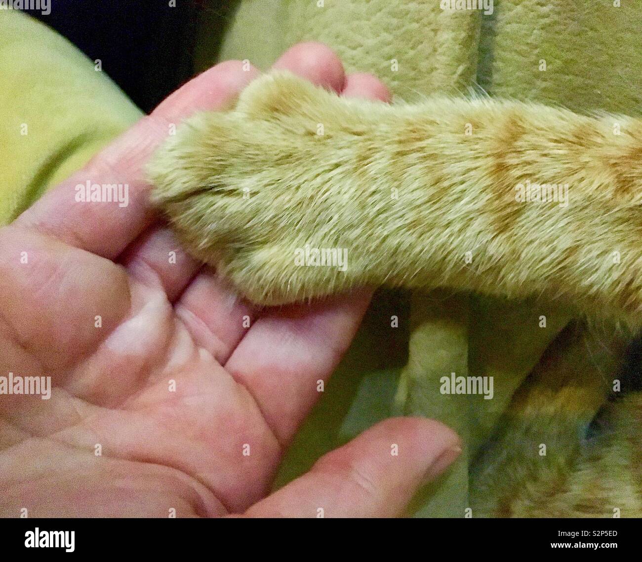 Orange tabby cat holding hands with owner - Smartphone Captured Stock Image