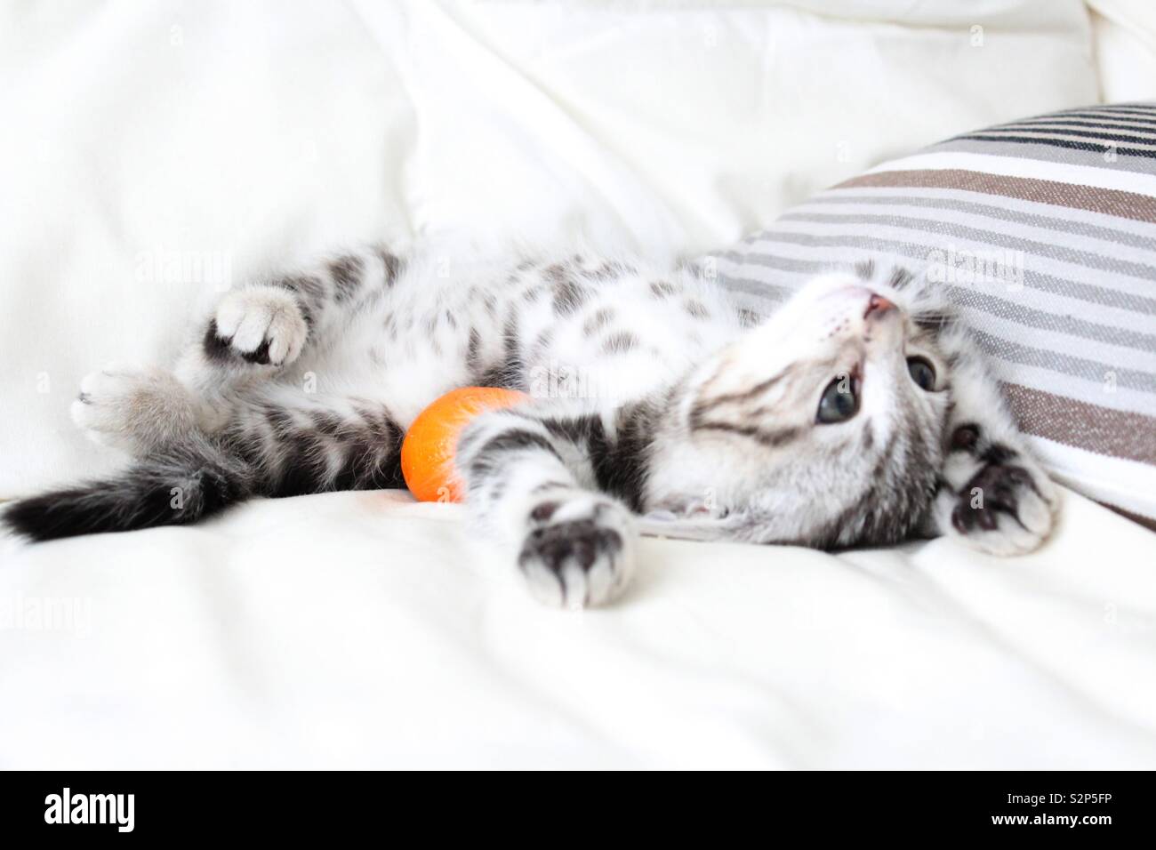 American Shorthair Kitten With Orange Stock Photo 311503242 Alamy