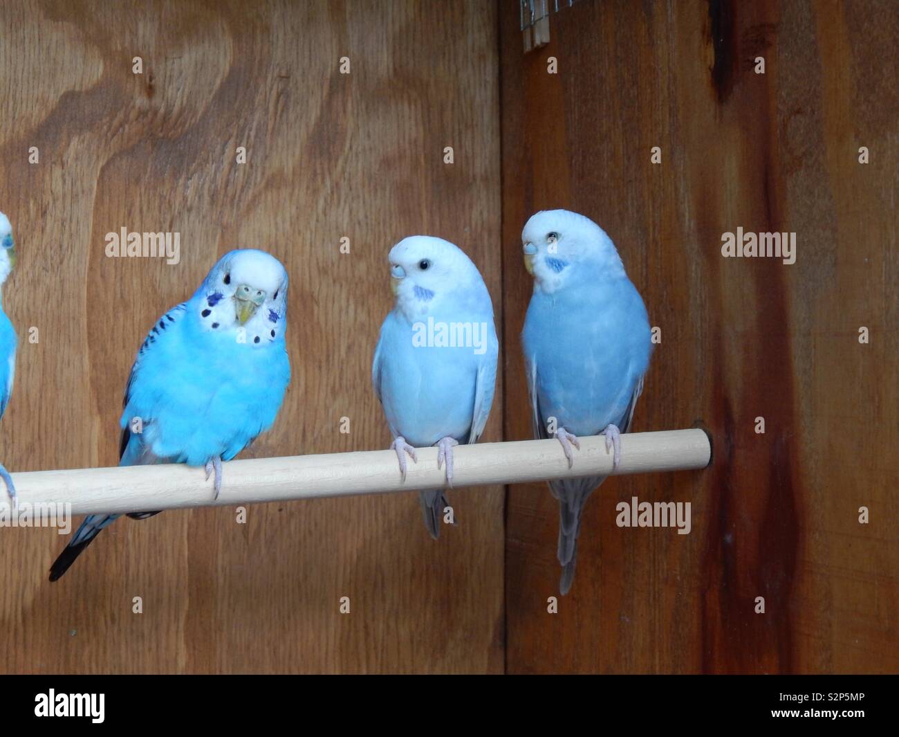 Blue budgies Stock Photo Alamy