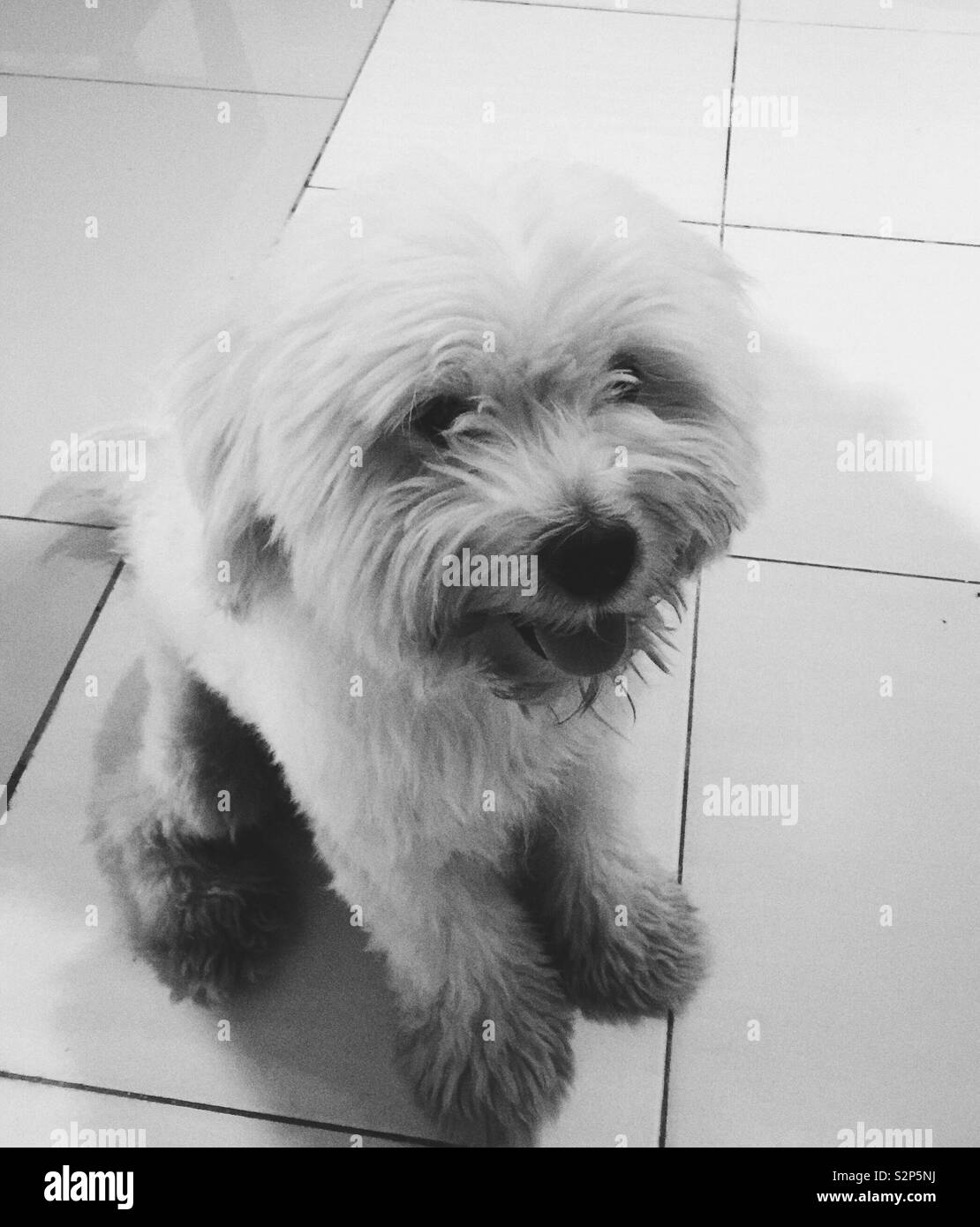 Ace asking for food. - Smartphone Captured Stock Image