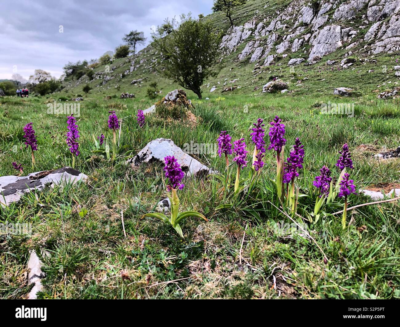 Beautiful wild orchids (earlypurpleorchid) Ali g the Limestone Way in the Peak District. England