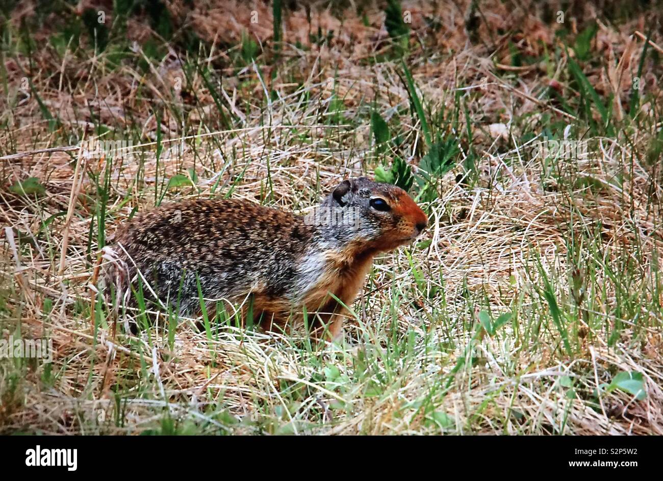 Richardson ground squirrel hi-res stock photography and images - Alamy