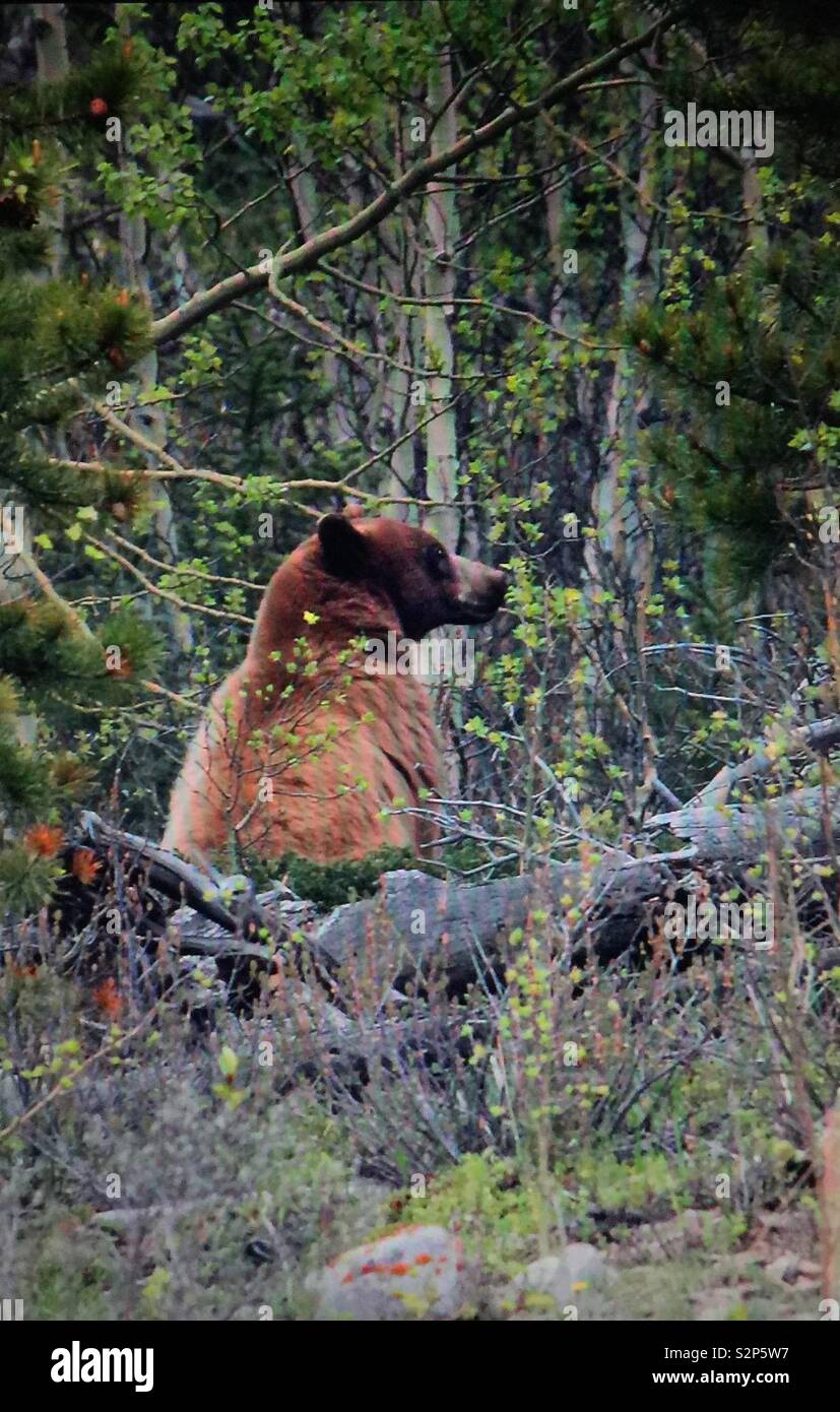 Grizzly bear foraging in Kakanaskis Country, Alberta, Canada - Smartphone Captured Stock Image