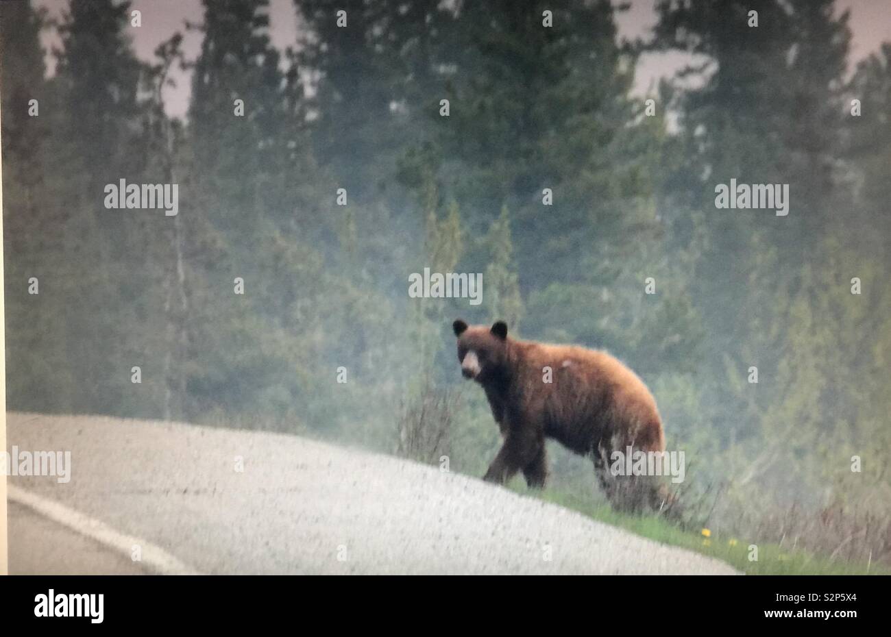 Grizzly bear crossing #66 in Kananaskis Country, west of Bragg Creek, Alberta, Canada - Smartphone Captured Stock Image