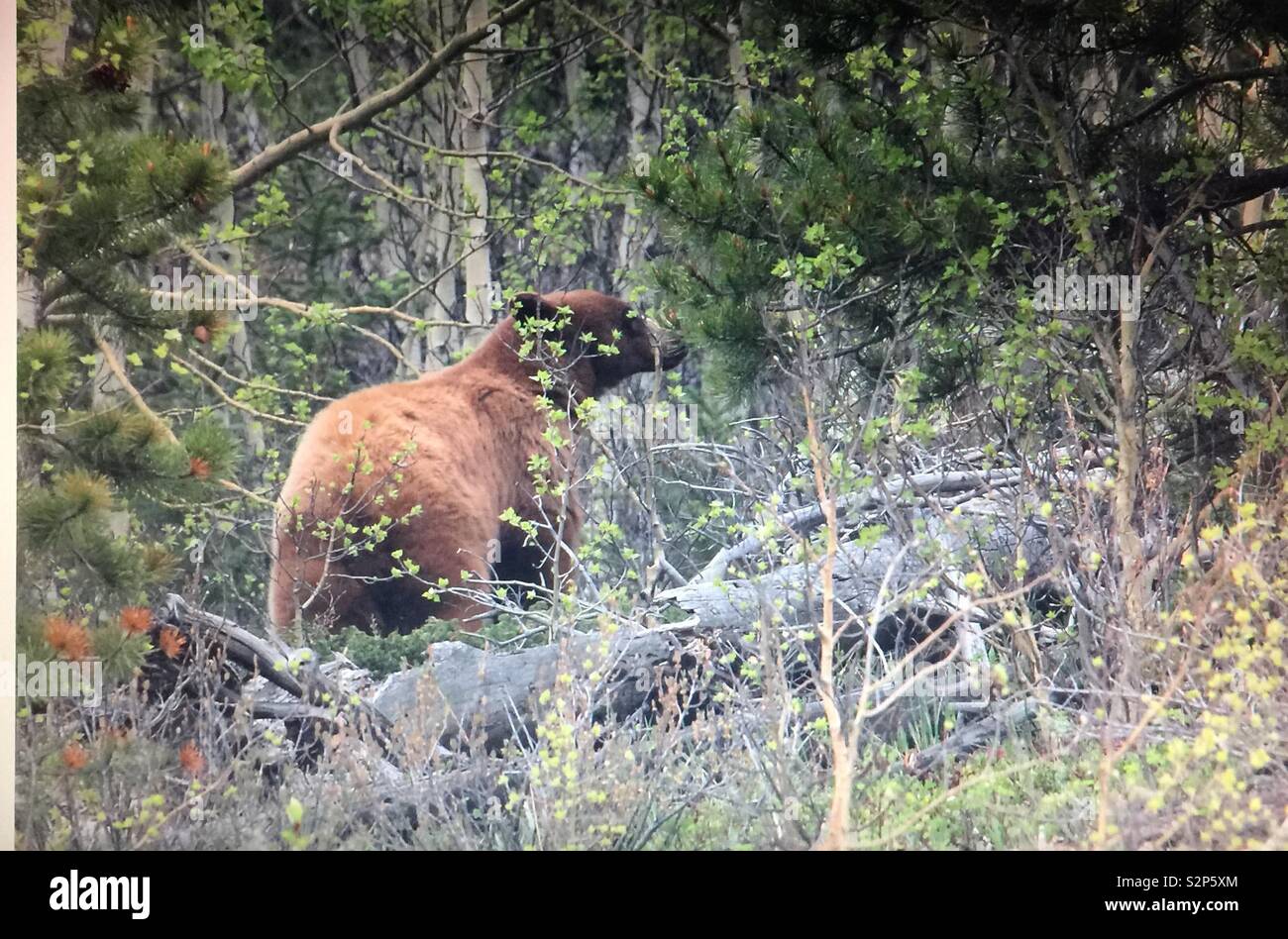 Grizzly bear in Kananaskis Country, west of Bragg Creek, Alberta, Canada - Smartphone Captured Stock Image