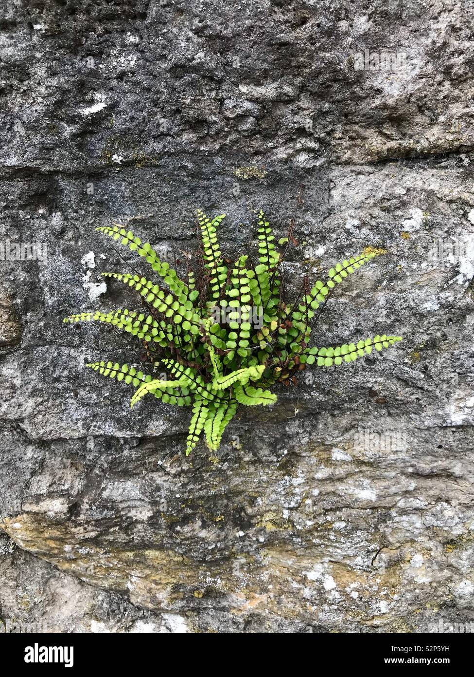 Fern wall hi-res stock photography and images - Alamy