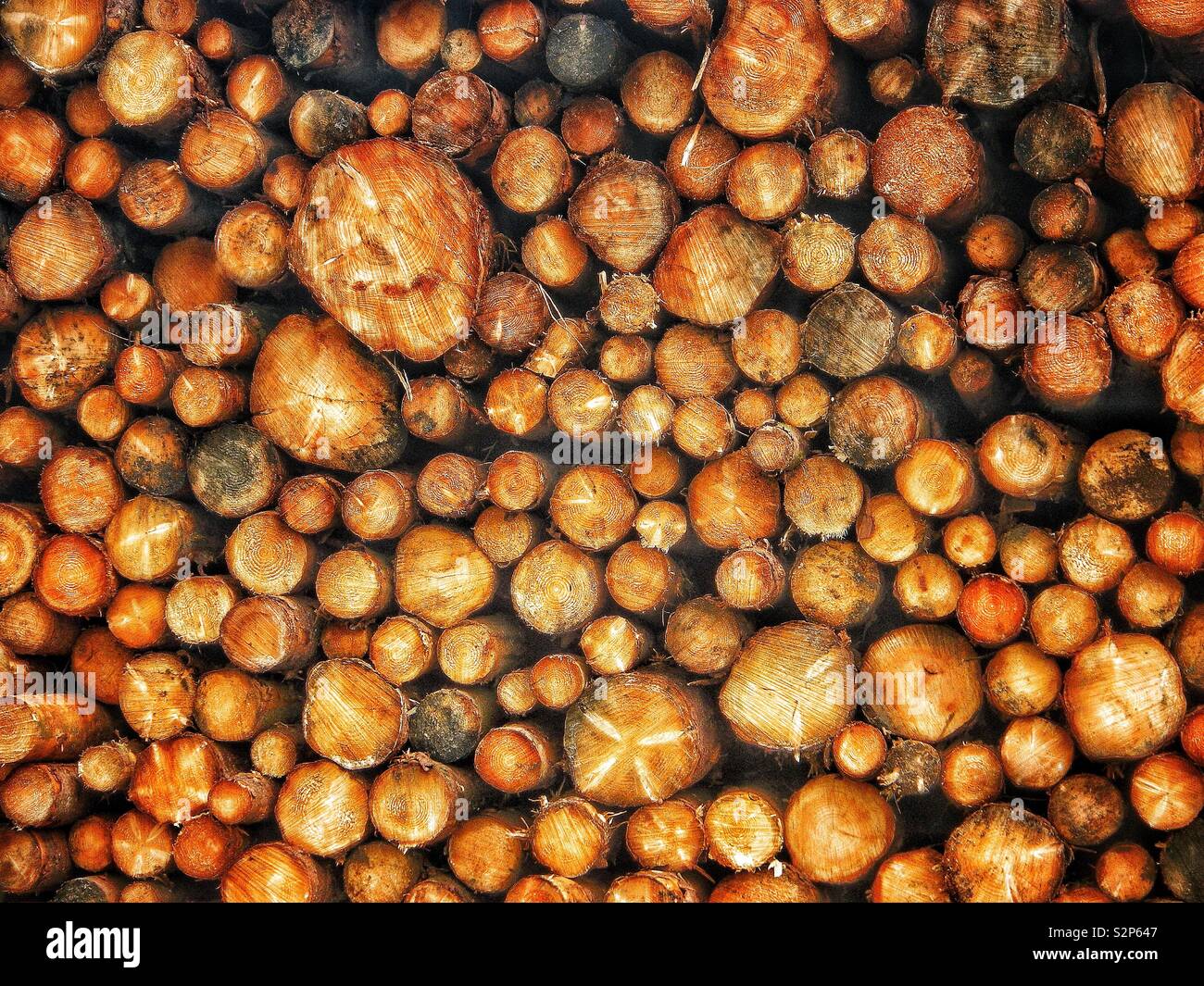 Cut timber in a pile, near Troon, Ayrshire, Scotland, UK - Smartphone Captured Stock Image