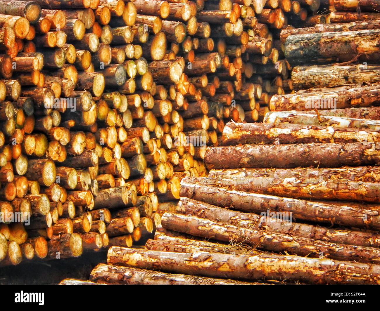 Timber yard near Troon, Ayrshire, Scotland, UK - Smartphone Captured Stock Image