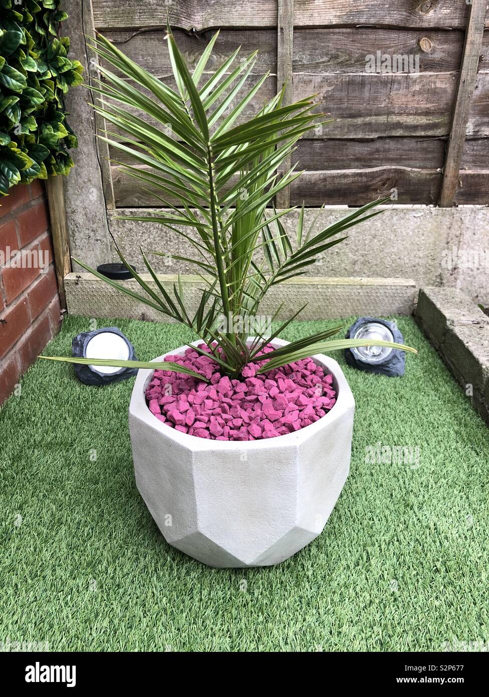 Gran Canadian palm tree Stock Photo Alamy