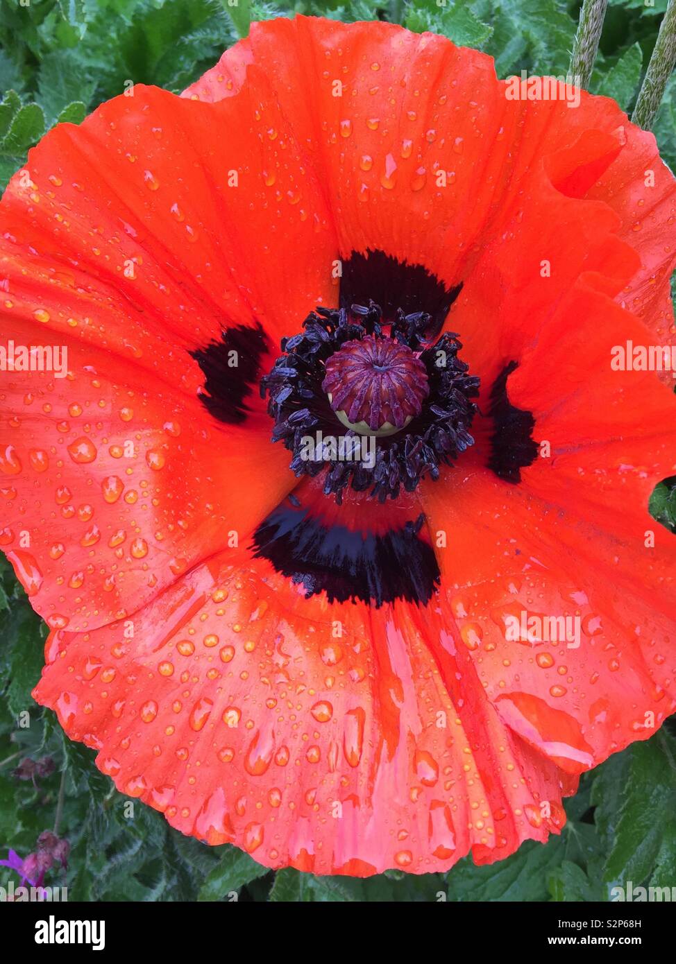 Close up of a poppy. - Smartphone Captured Stock Image
