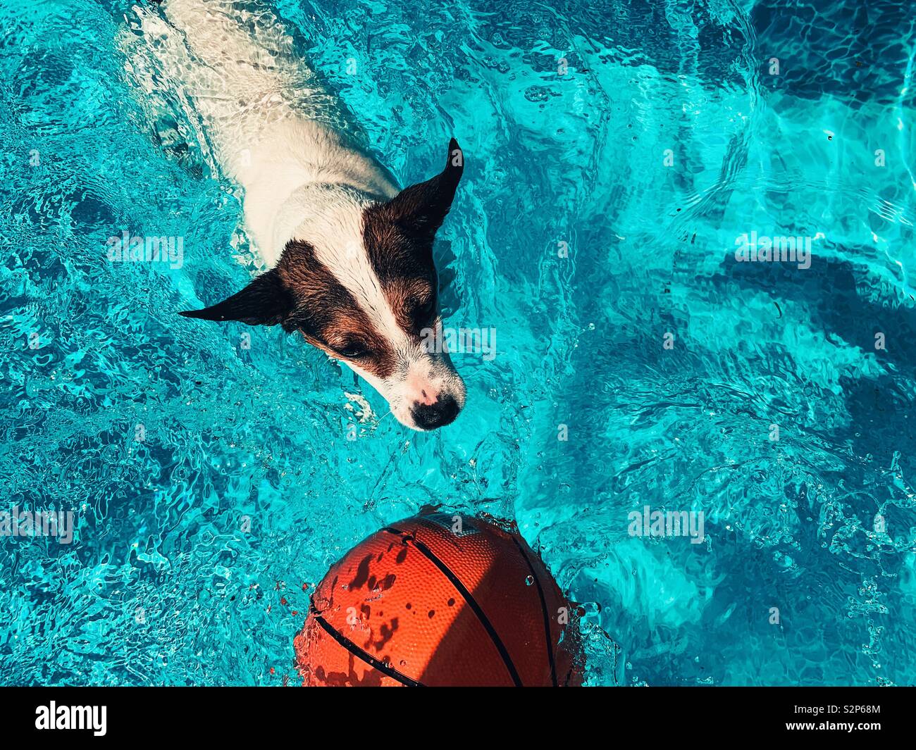 Dog swimming chasing basketball on a sunny day outdoors. - Smartphone Captured Stock Image