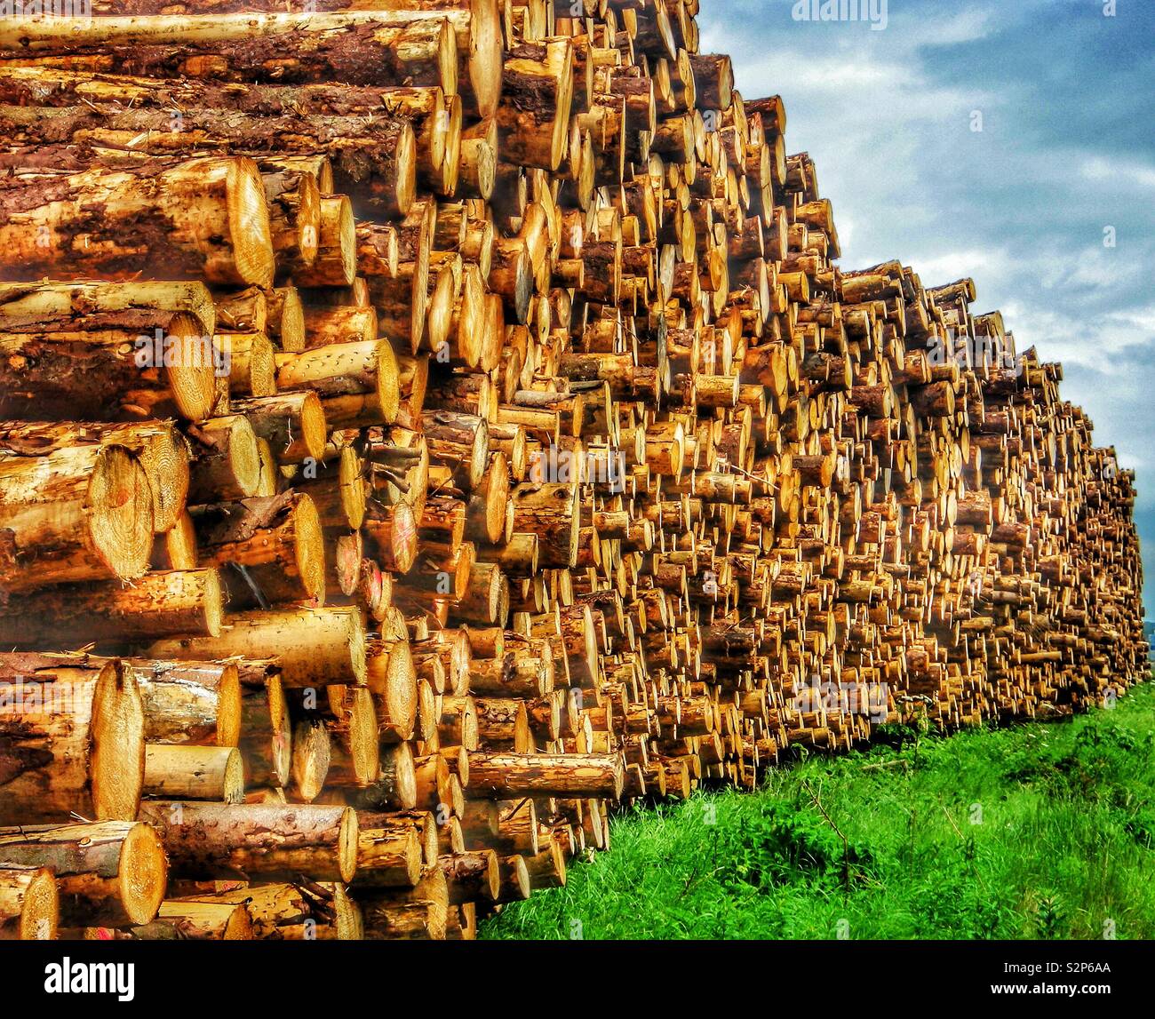 stacked timber logs - Smartphone Captured Stock Image