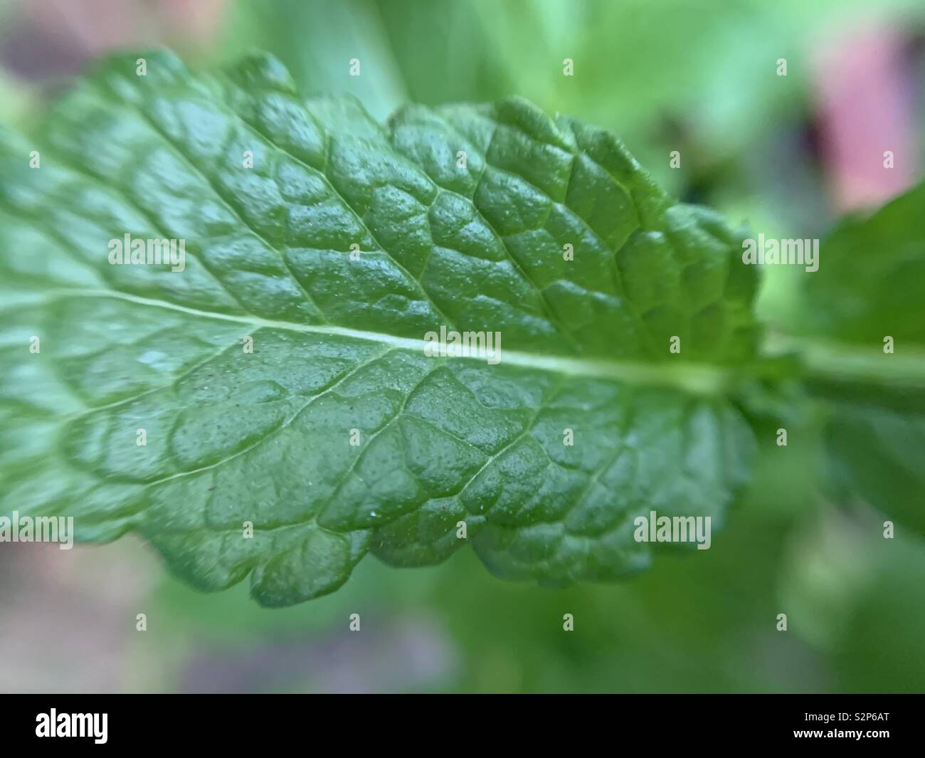 Close up of mint leaf. Stock Photo