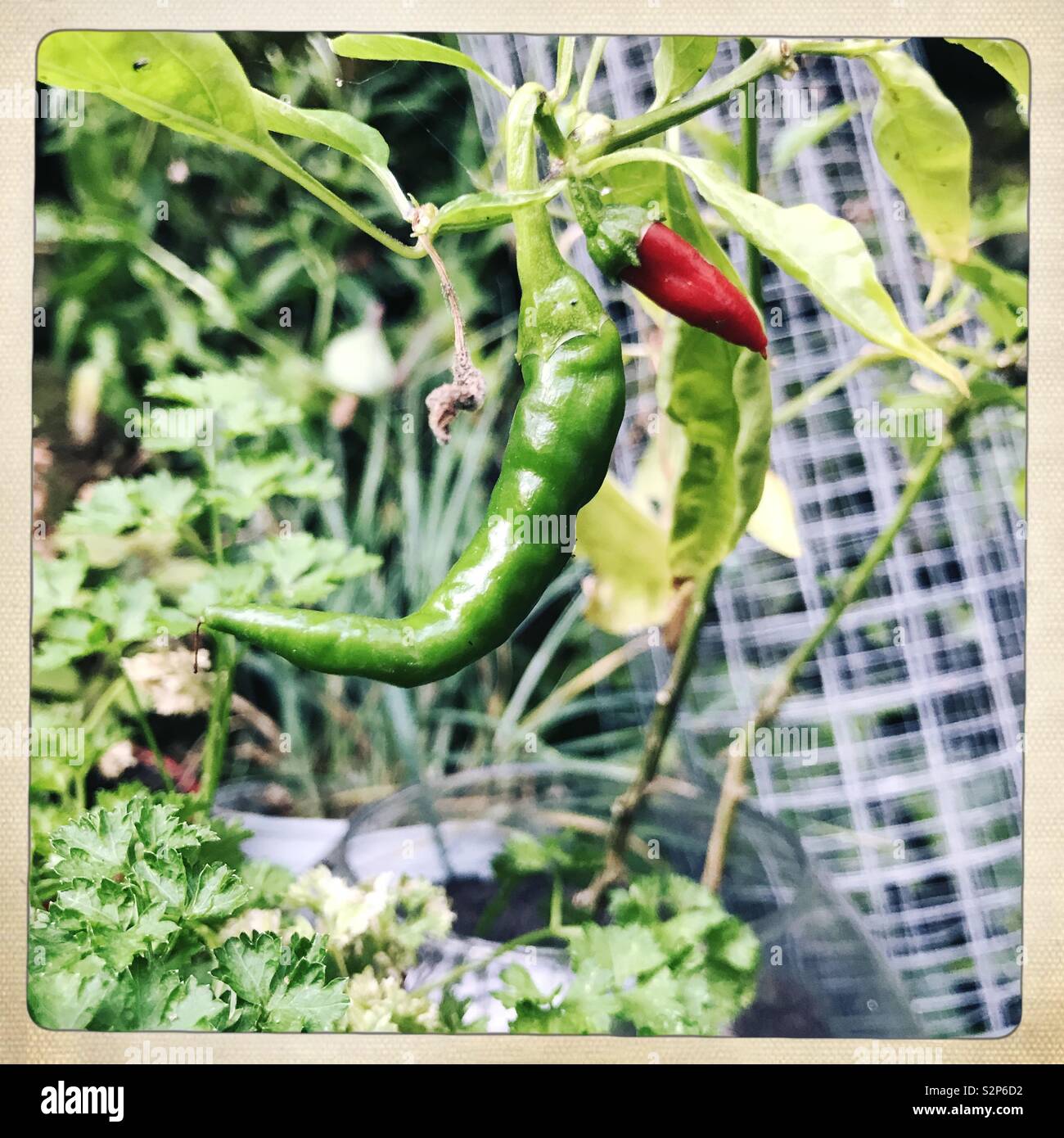 Chilli in garden Stock Photo Alamy