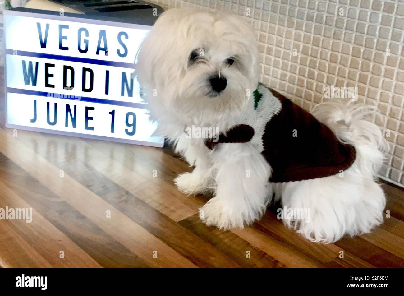 Las Vegas puppy wedding best man Stock Photo Alamy