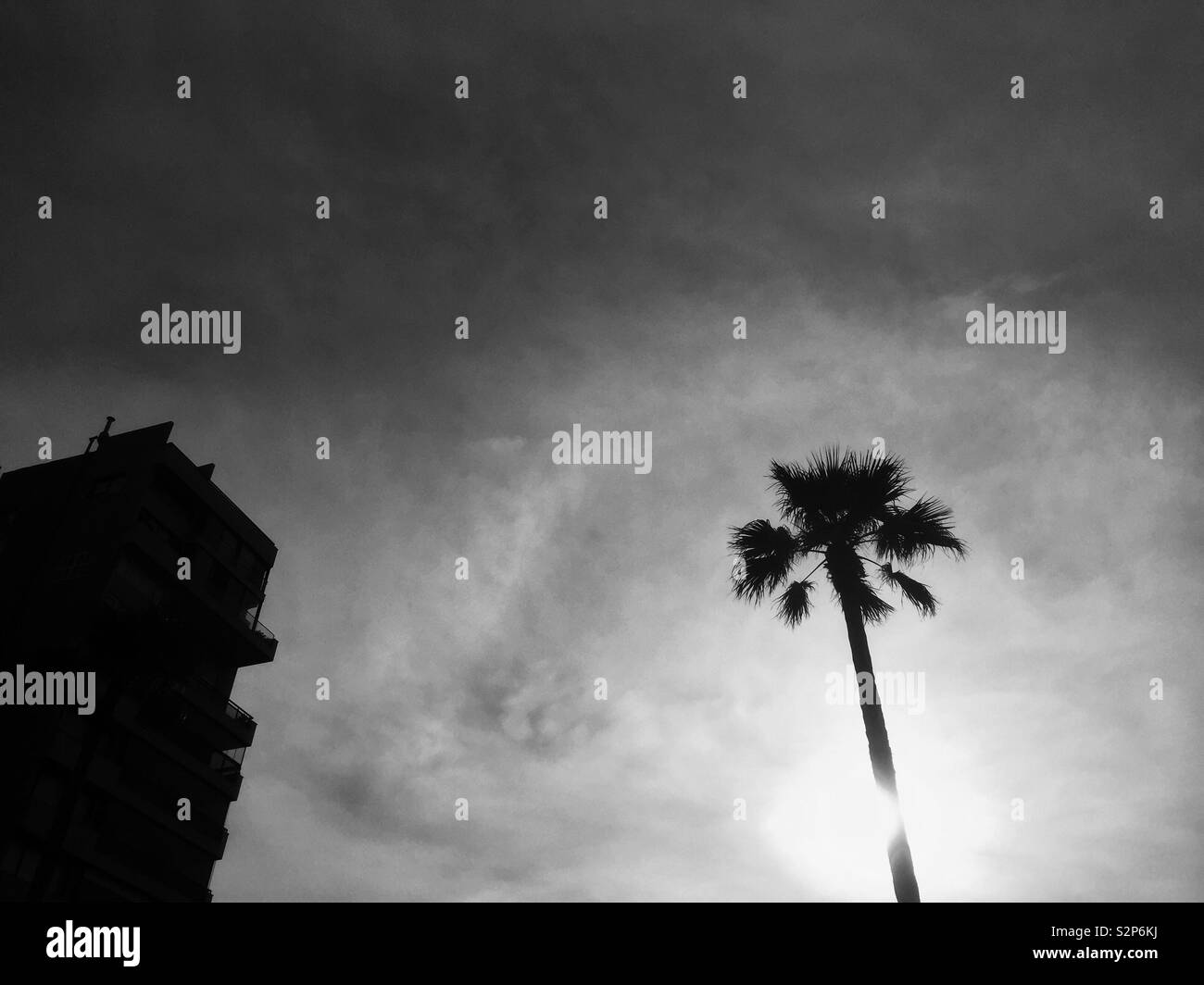 Palm tree and building silhouette - Smartphone Captured Stock Image