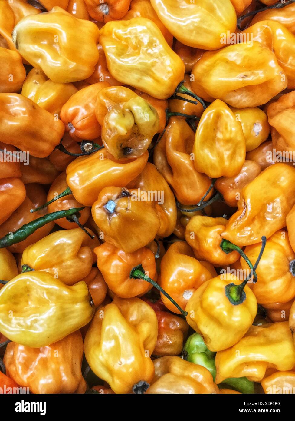 Full frame of fresh delicious tasty ripe raw yellow habanero peppers. Stock Photo