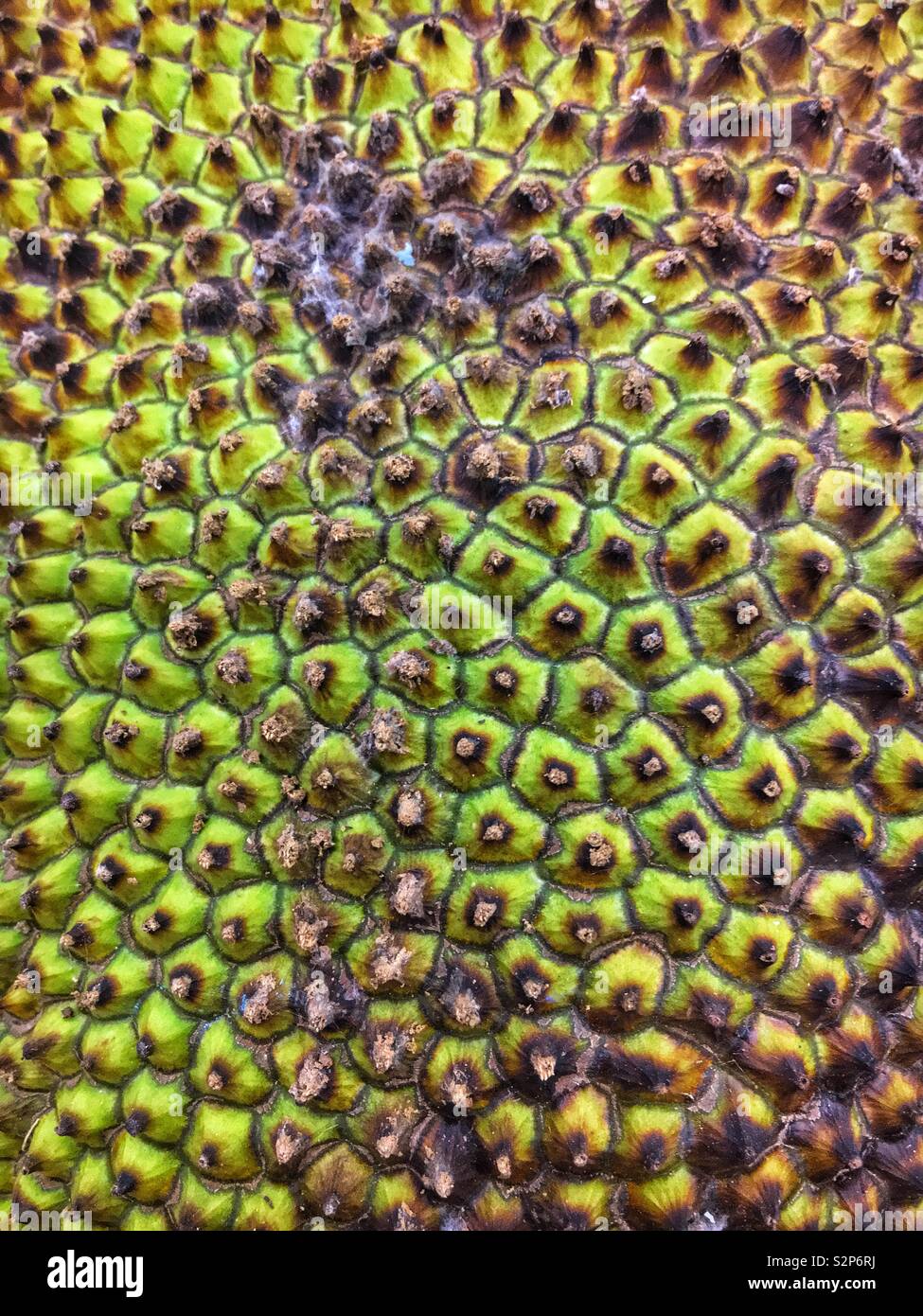 Full frame of the rough leathery skin of a raw ripe jackfruit Stock ...