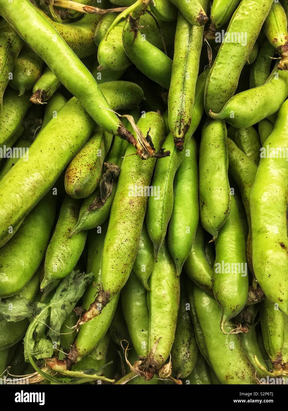 Fresh ripe raw green fava beans Stock Photo Alamy