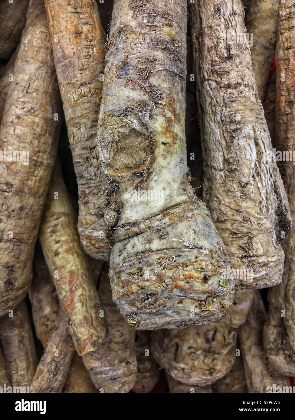 Full frame of many fresh perfect ripe raw horseradish. Stock Photo