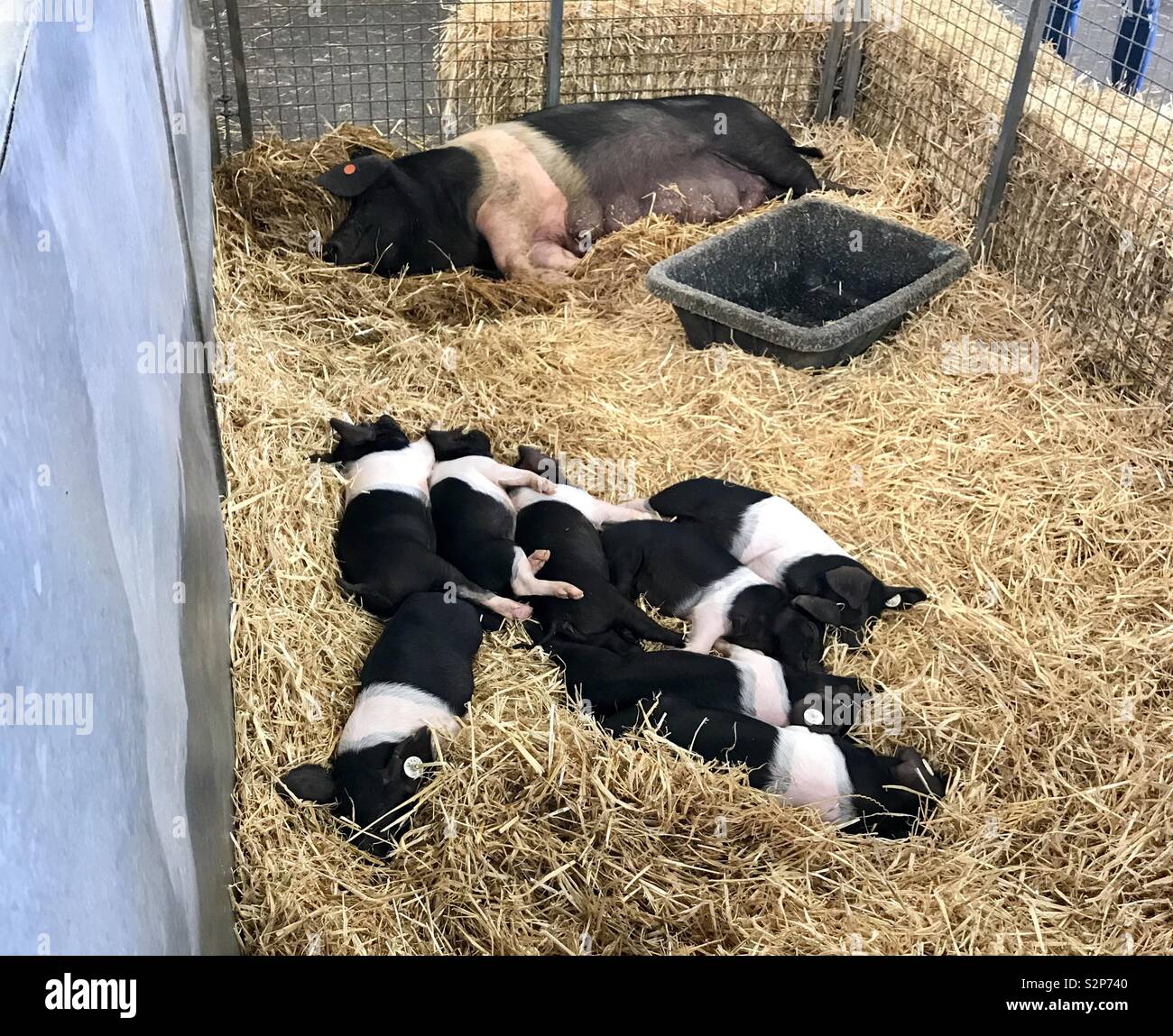 Litter pigs hires stock photography and images Alamy