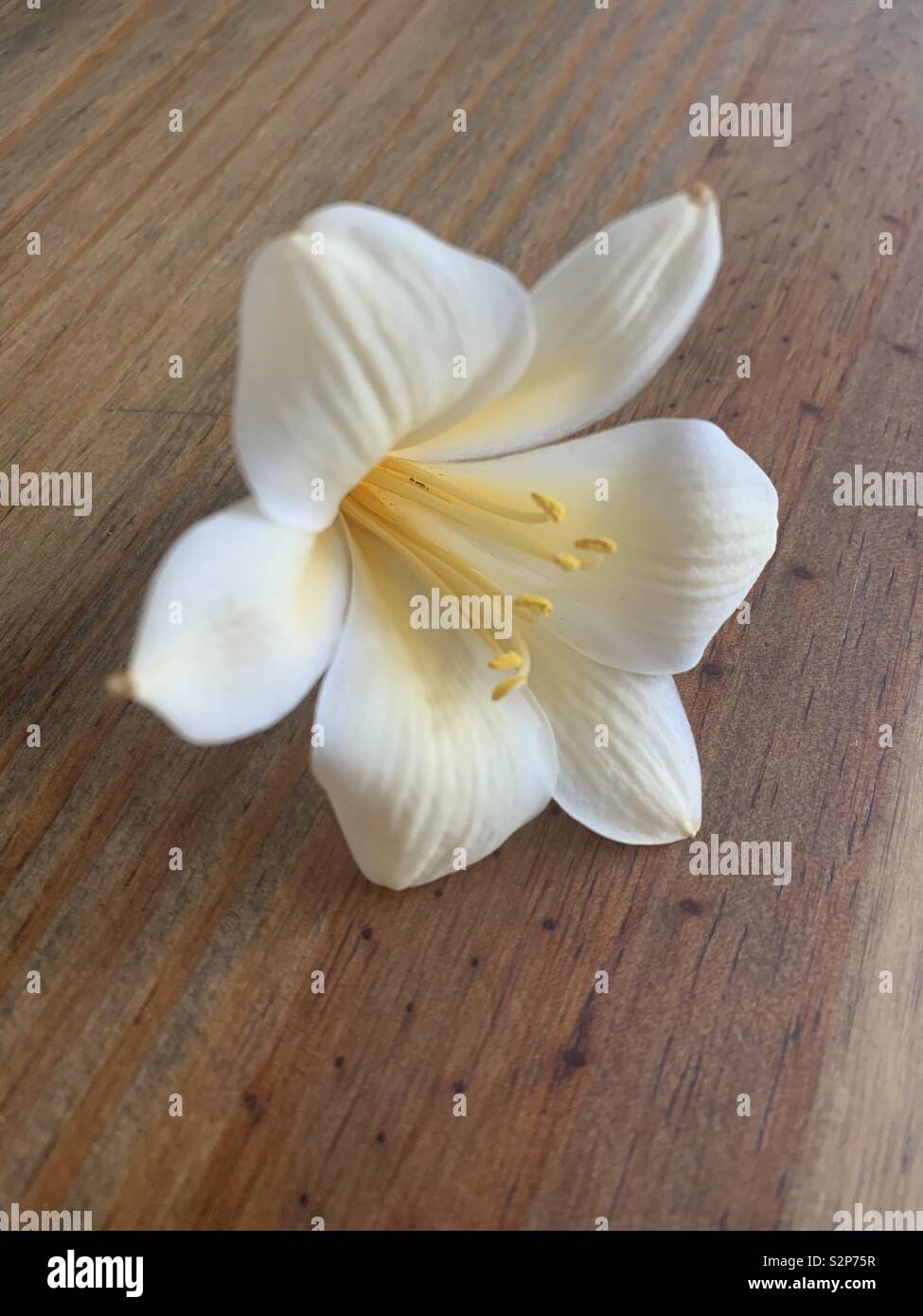 Flower on wood natural light Stock Photo