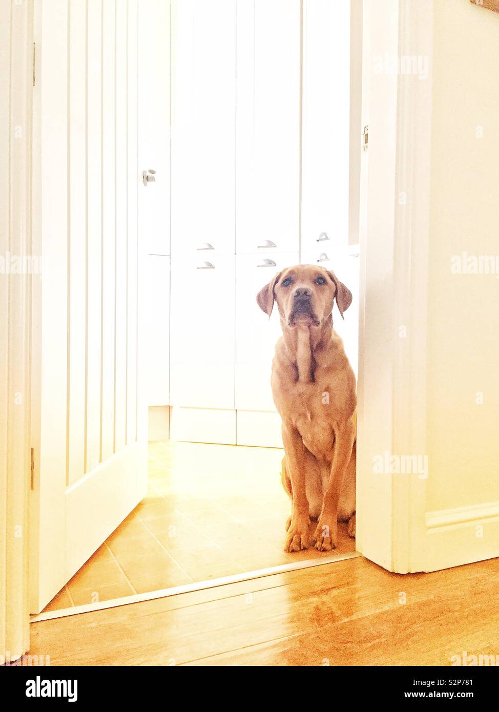 A cute and adorable yellow labrador retriever dog sitting in a brightly lit home interior waiting patiently for food from its master Stock Photo