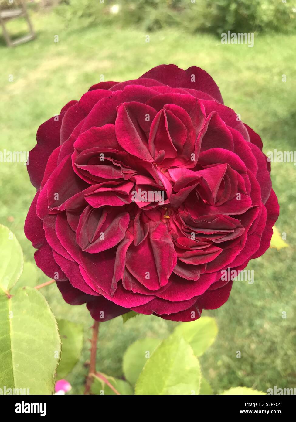 A beautifully scented Munstead Wood red rose - Smartphone Captured Stock Image