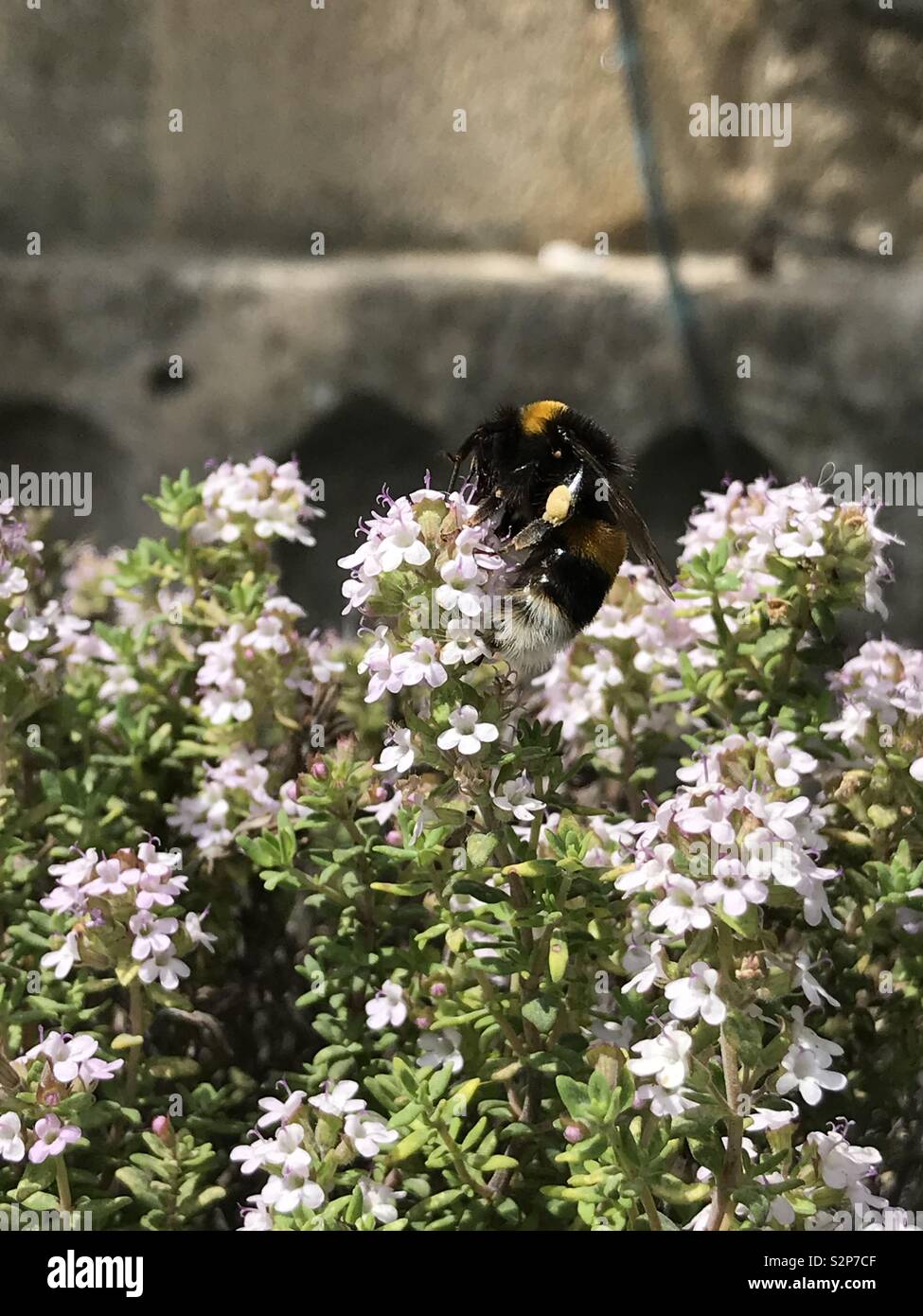 Bee on flowers Stock Photo