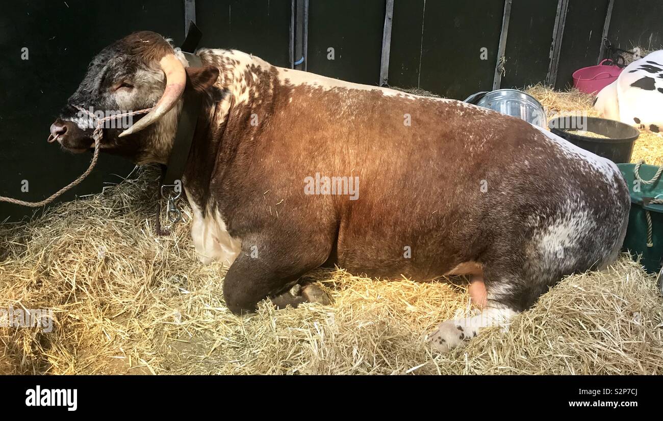 Longhorn bull at bath and west show - Smartphone Captured Stock Image
