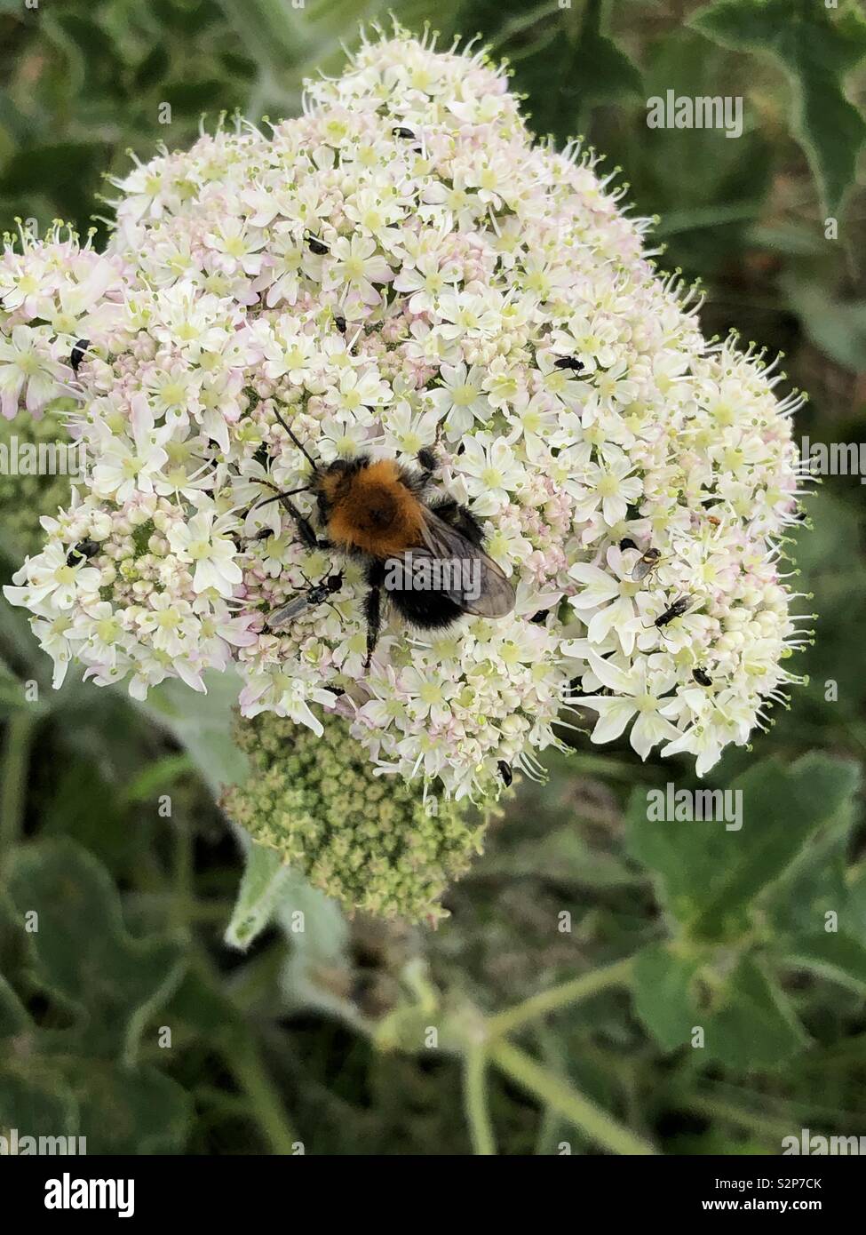 Tree bumblebee on hogweed plant Stock Photo