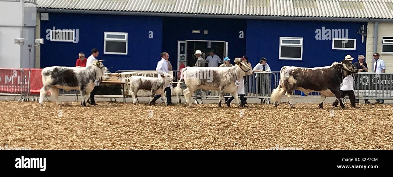 Longhorn cattle at the bath and west show Stock Photo
