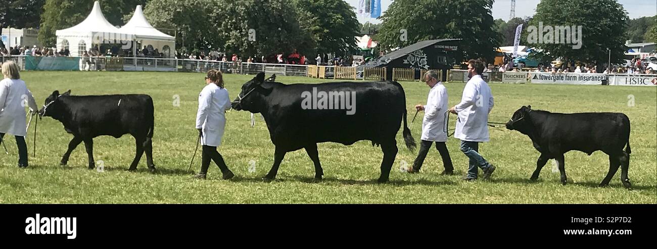 Aberdeen Angus cattle at bath and west show - Smartphone Captured Stock Image