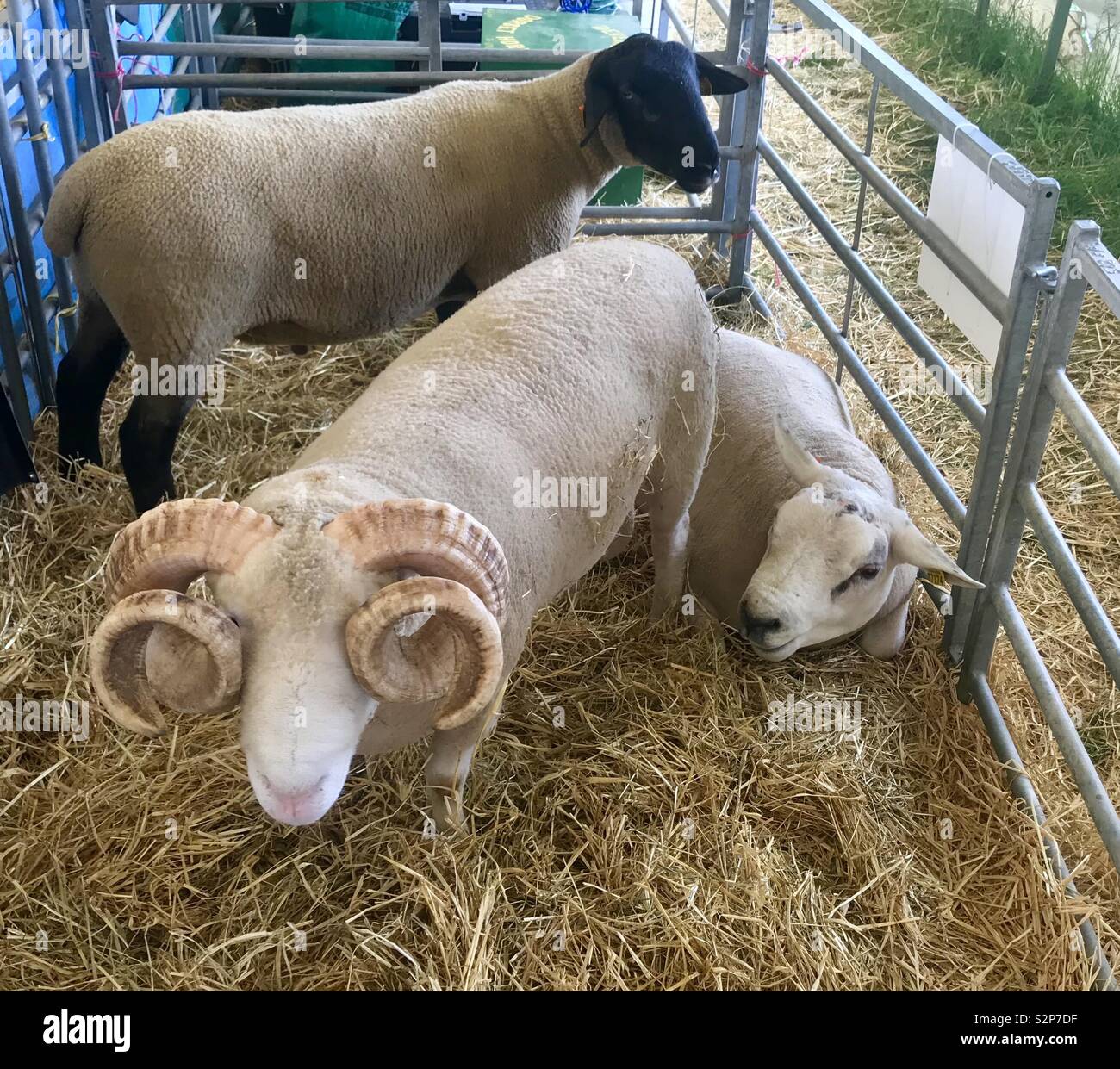 Sheep and ram at the bath and west show - Smartphone Captured Stock Image