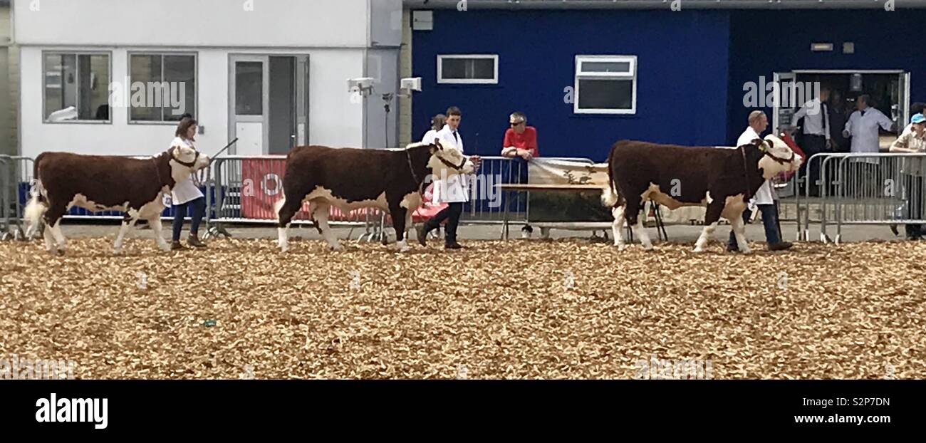Hereford cattle at the bath and west show - Smartphone Captured Stock Image
