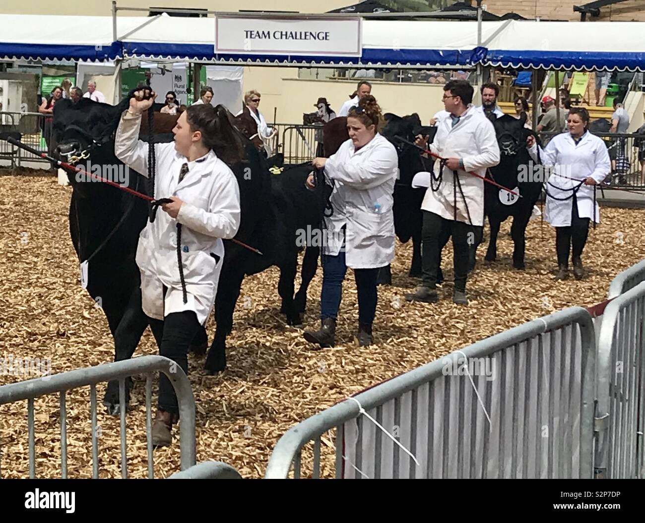 Aberdeen Angus cattle at the bath and west show - Smartphone Captured Stock Image