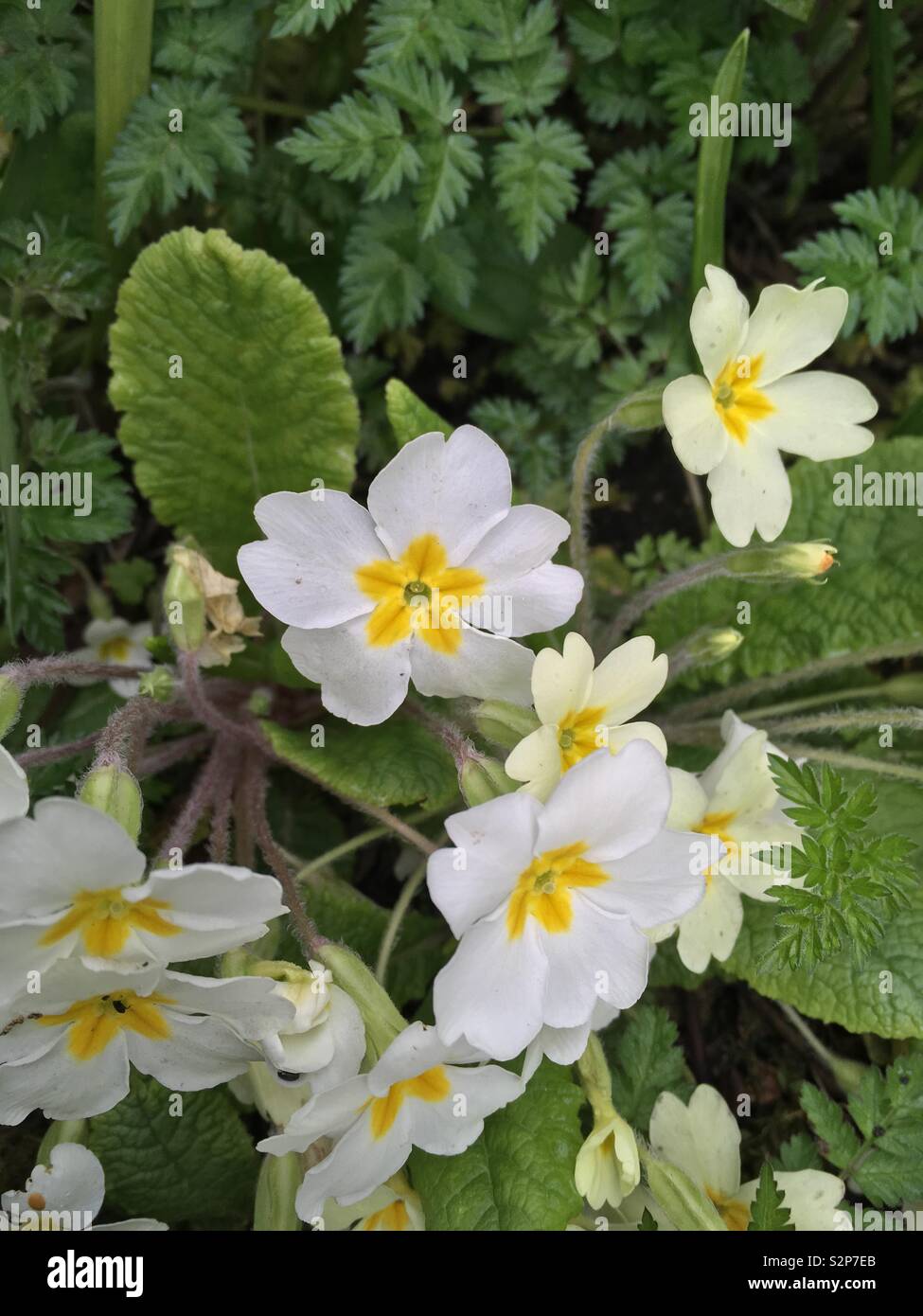 Primroses in spring Stock Photo