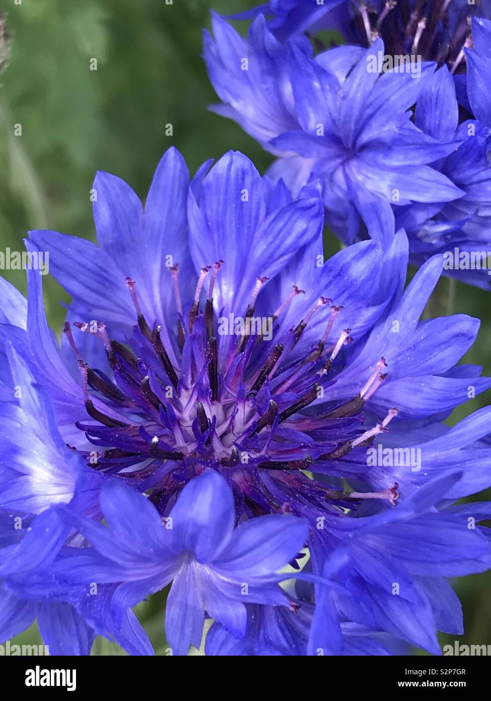 Cornflower - Smartphone Captured Stock Image