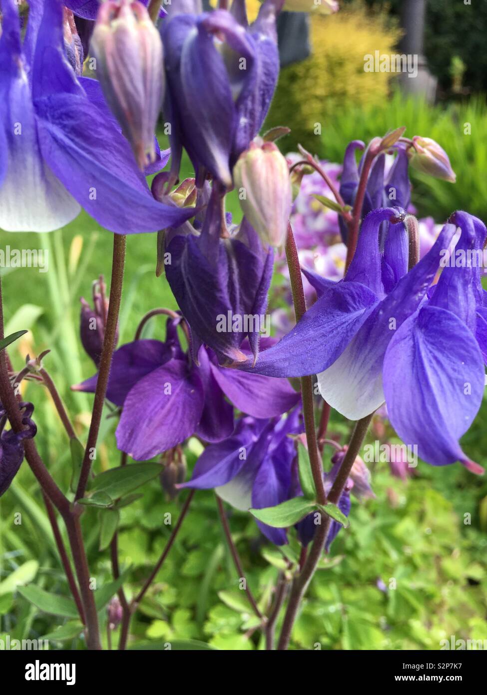 Purple flowers in a garden Stock Photo - Alamy