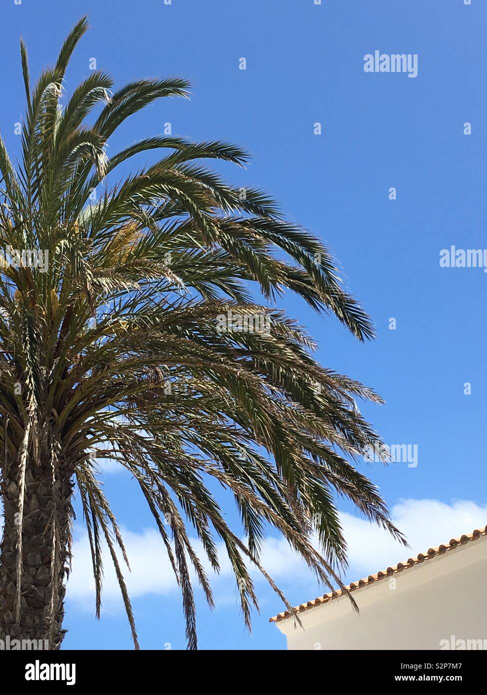 Palm tree and blue sky Stock Photo