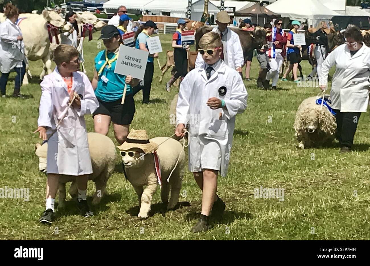 Livestock parade at the bath and west show - Smartphone Captured Stock Image